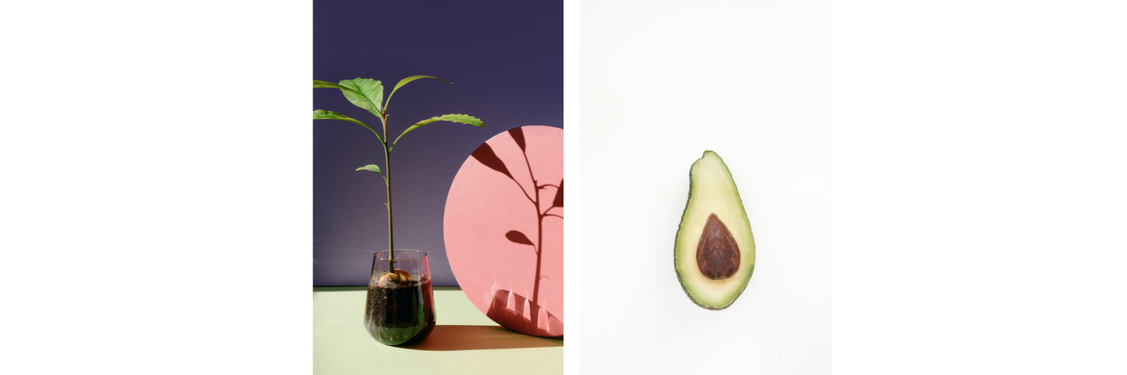 7 Fruit Trees you can grow indoors - Avocado
