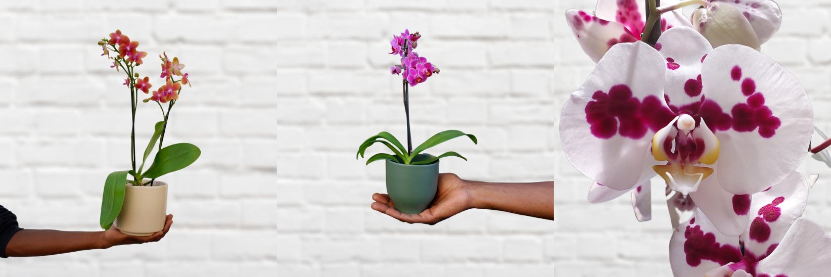 Moth Orchid Care Instructions