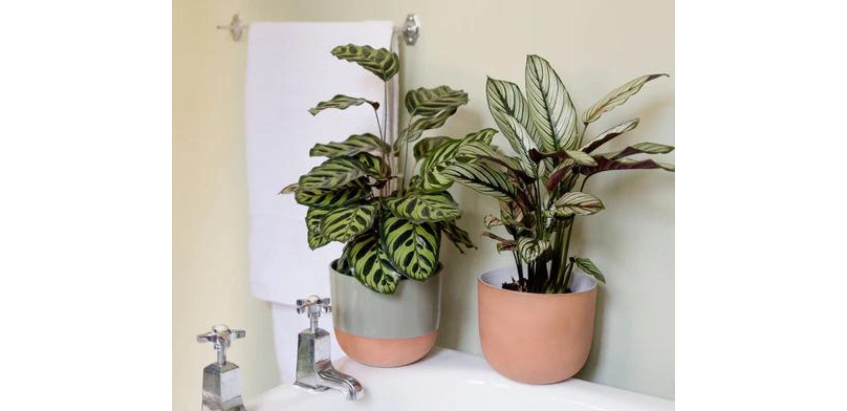 5 Best Plants for your Bathroom