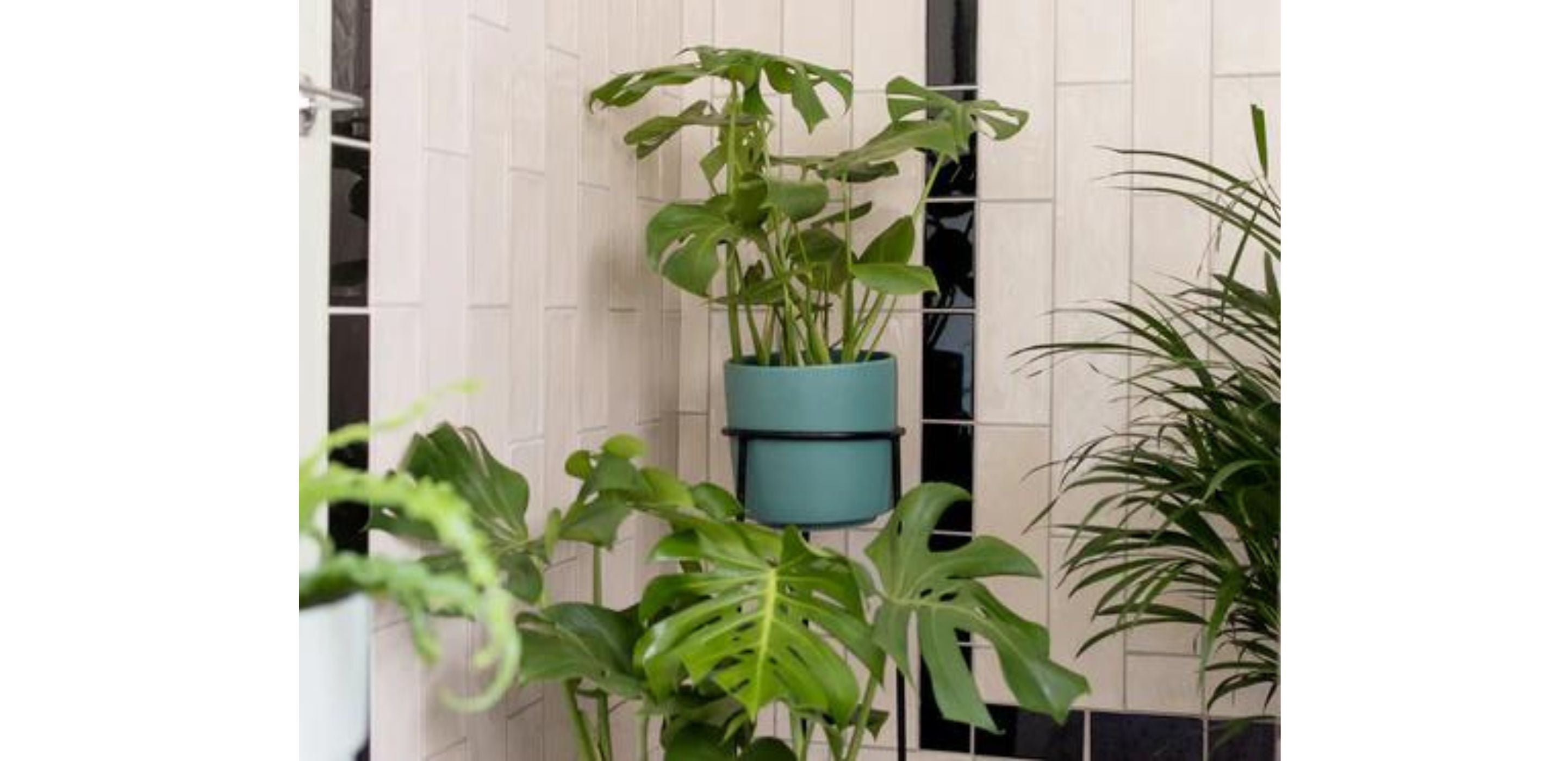 5 Best Plants for your Bathroom