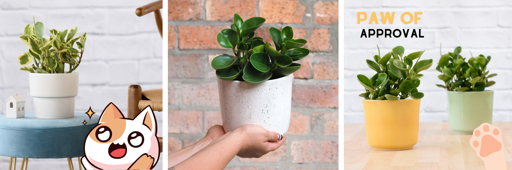 12 Indoor Plants that are Cat Friendly and Clean the Air