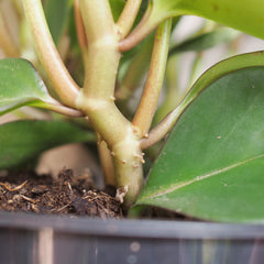 Peperomia leaf node baby rubber plant root node