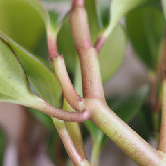 Peperomia leaf node Baby Rubber plant root node