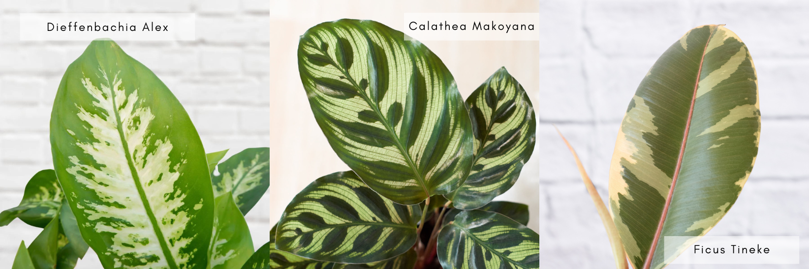 Blotched Variegation - Ultimate Guide to Variegation