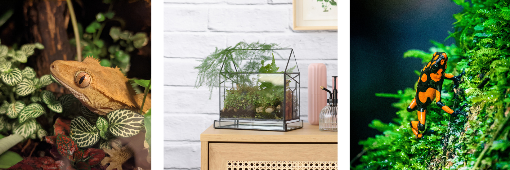 Terrariums - Build Your Own Ecosystem at Home