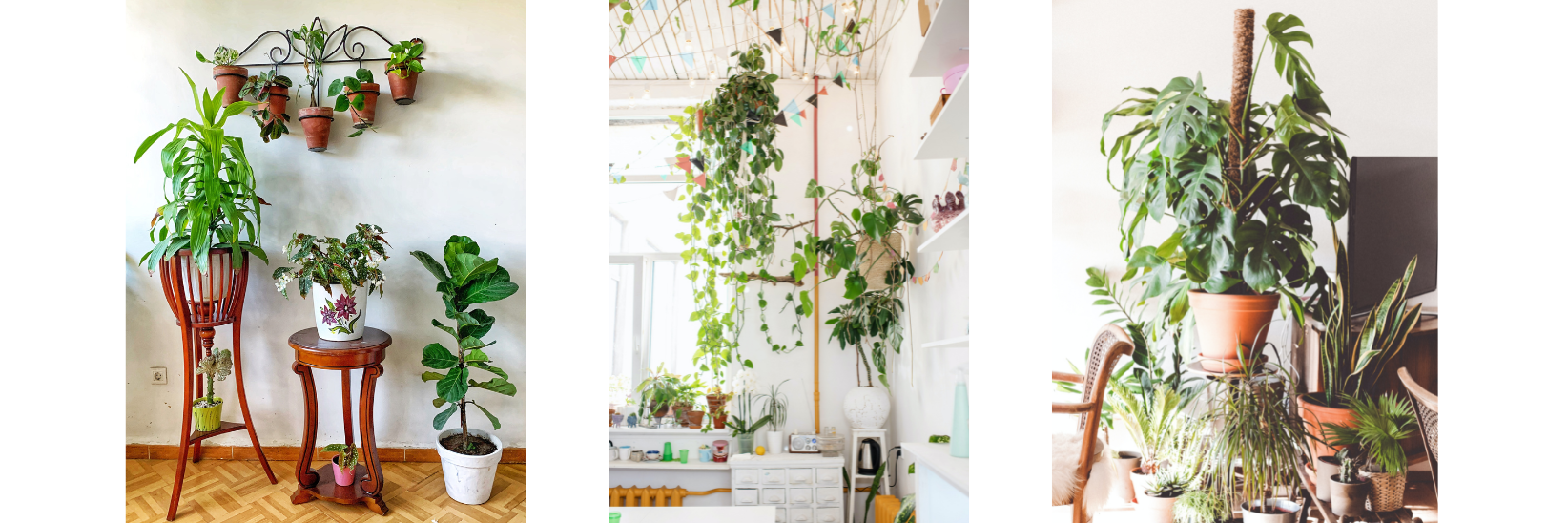 6 Creative Ways to Display Indoor Plants in Your Home