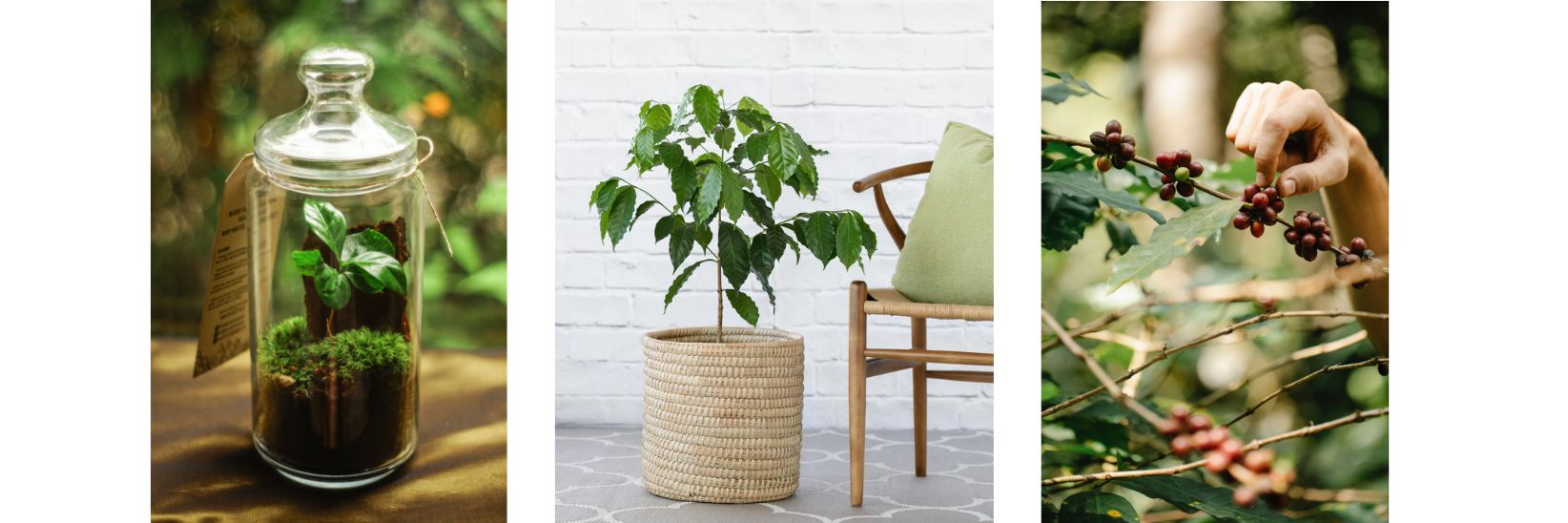 7 Fruit Trees to grow Indoors - Coffee