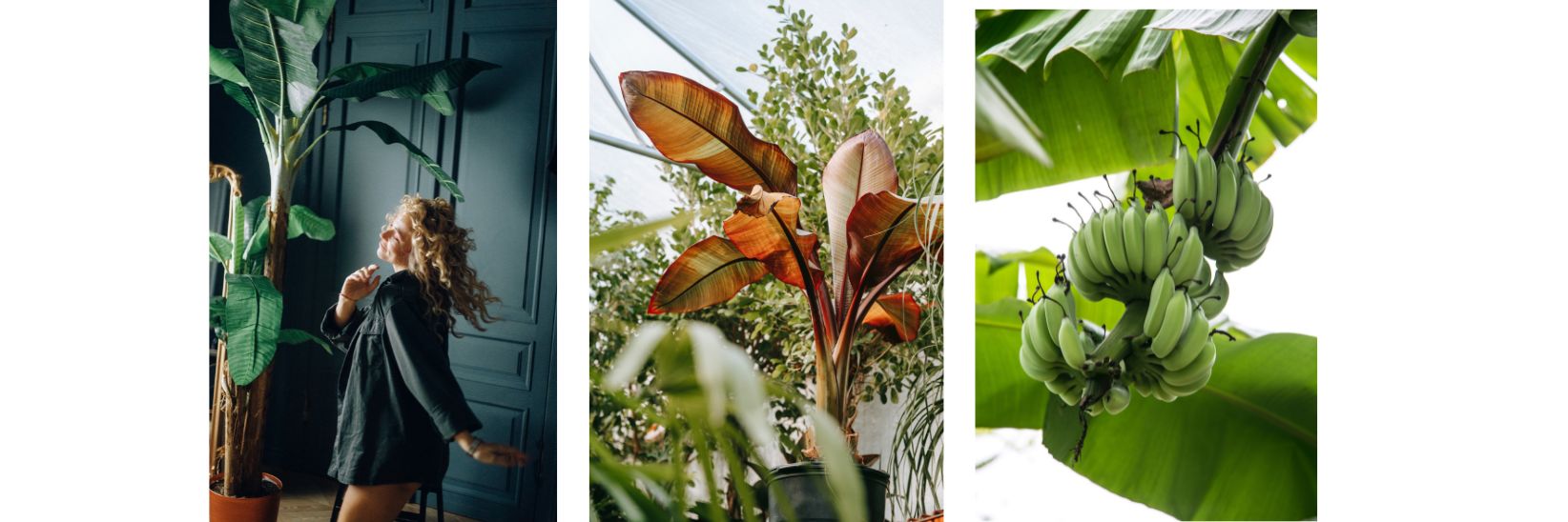 7 Fruit Trees to grow indoors - banana