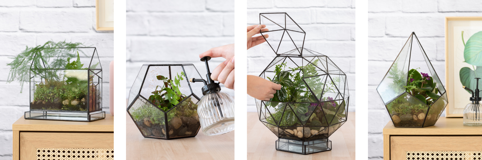 Terrariums - Build Your Own Ecosystem at Home