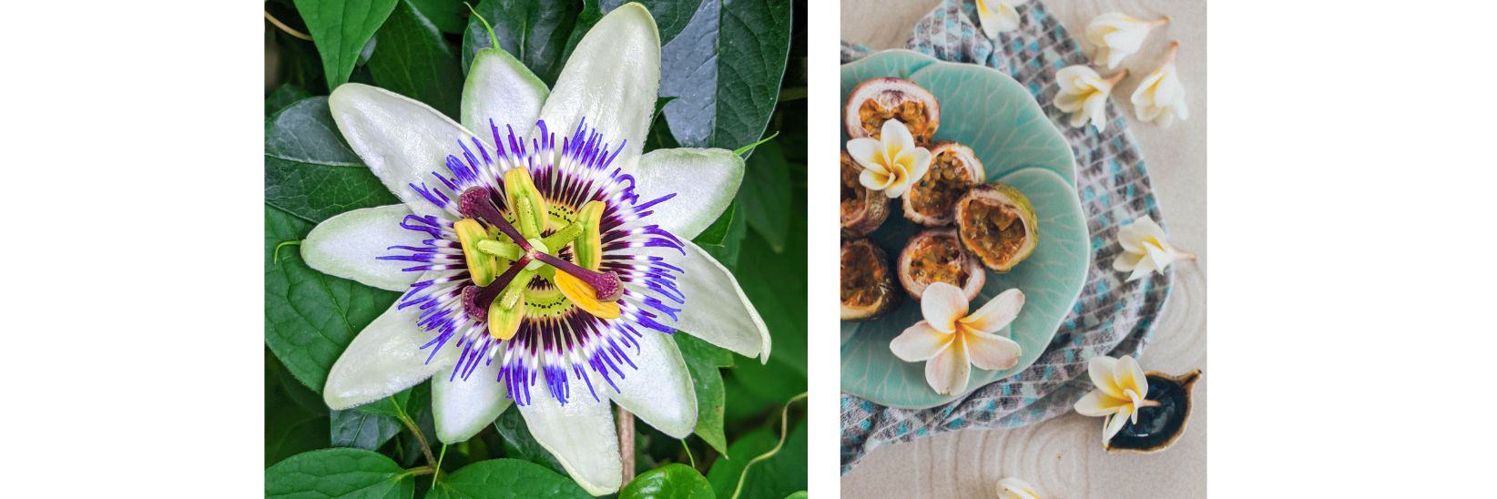 7 fruit Trees to grow Indoors -  Passion fruit
