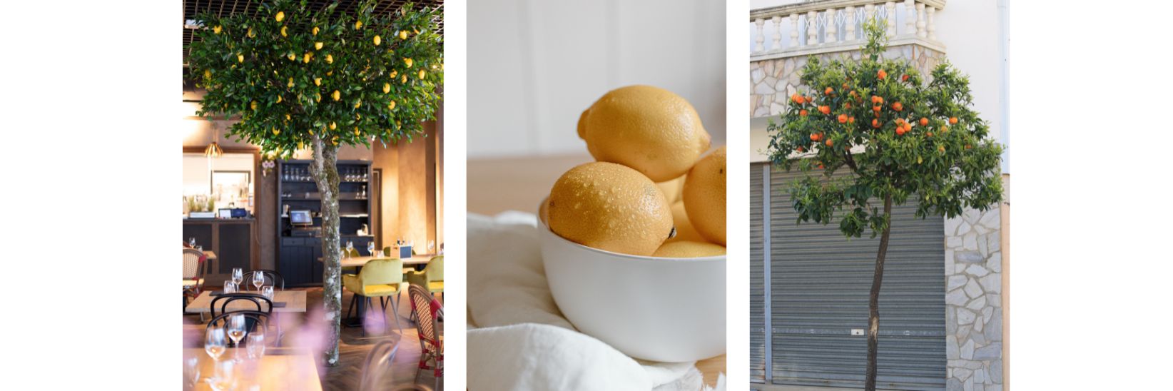 7 Fruit Trees to grow indoors - Citrus