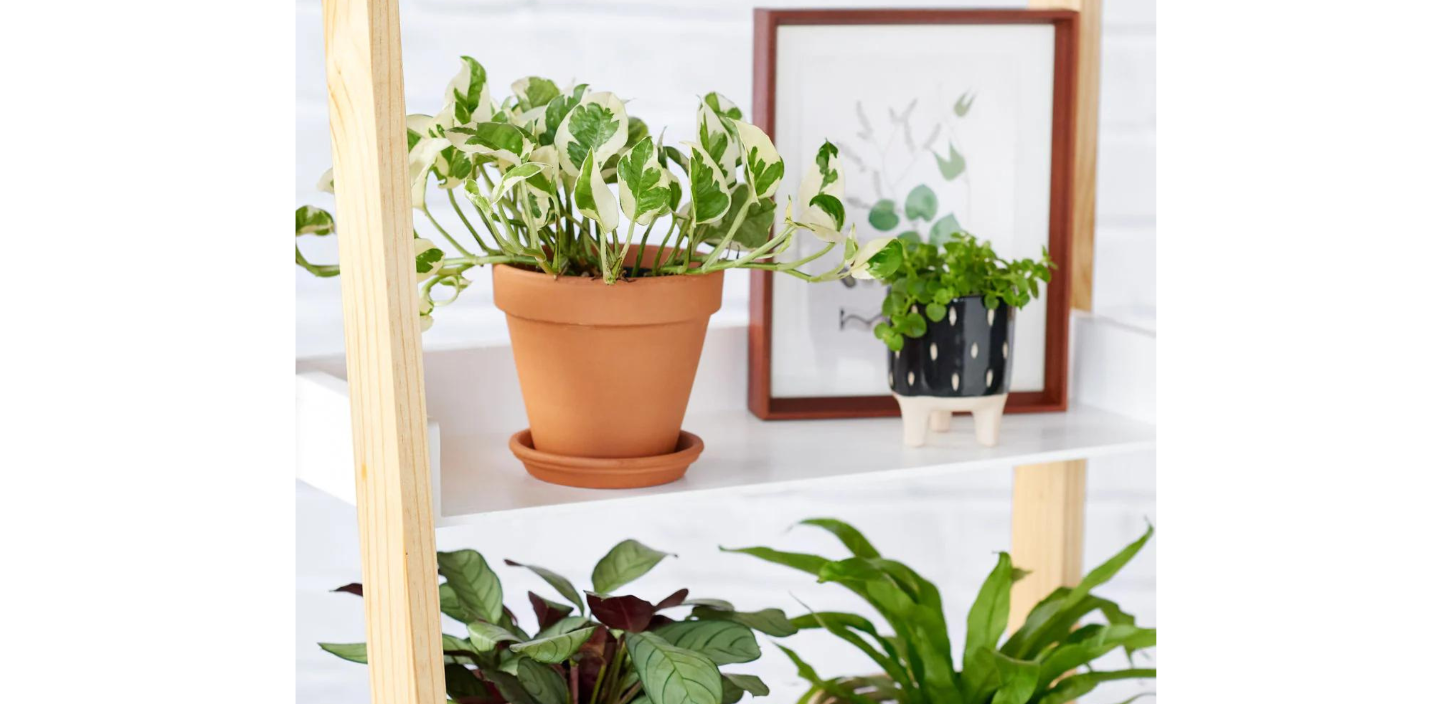 The Ultimate Guide to Variegated Houseplants