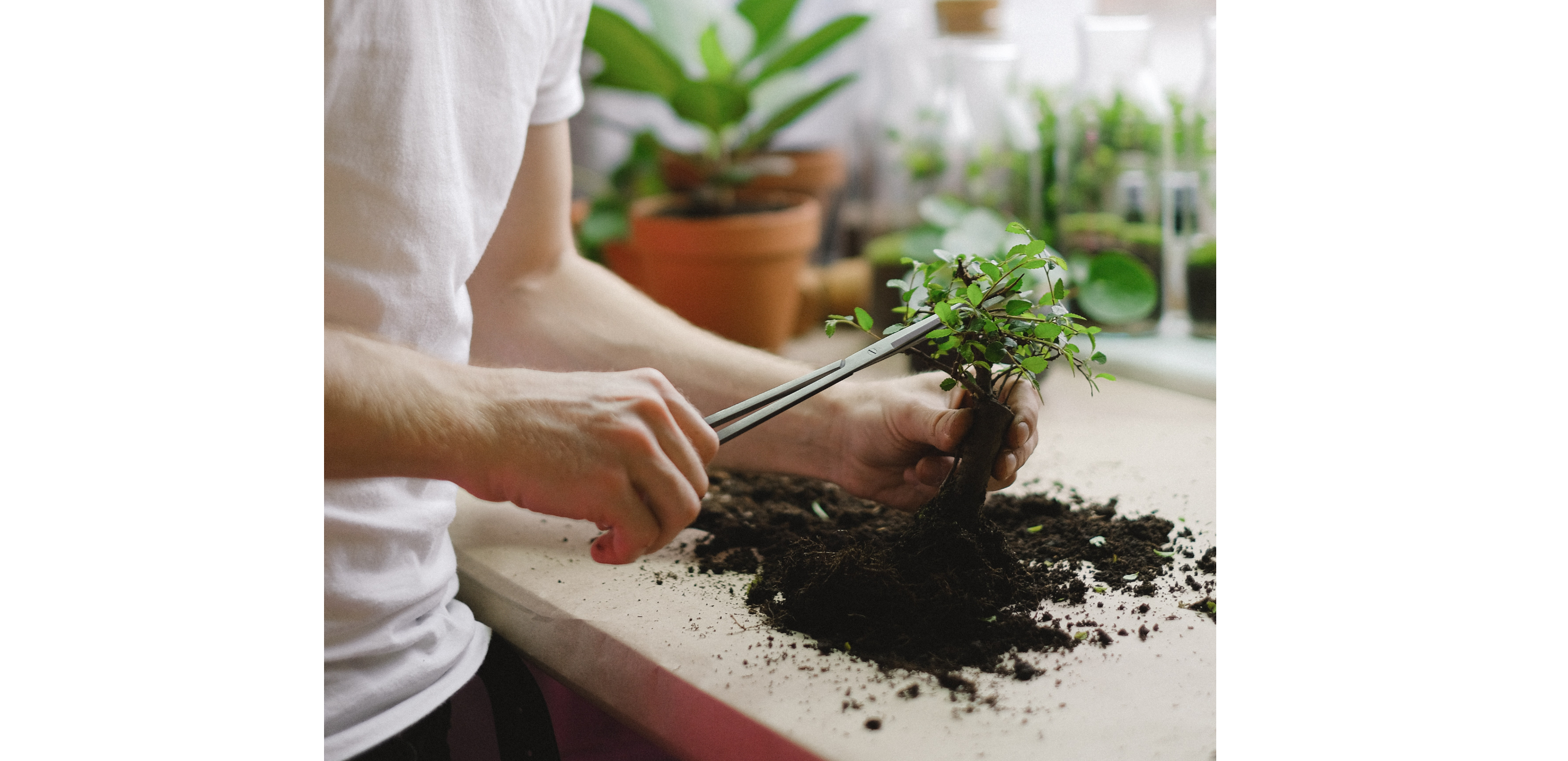 The Houseplant Beginners Guide: 8 Shortcuts to Thriving Plants