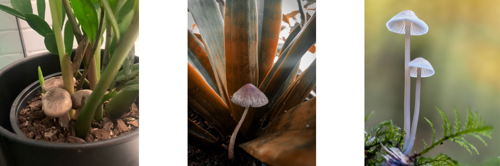 Why do Mushrooms grow with your Houseplants?