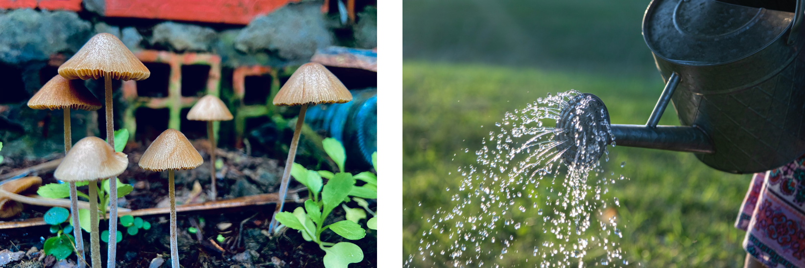 Why do Mushrooms grow with your Houseplant?