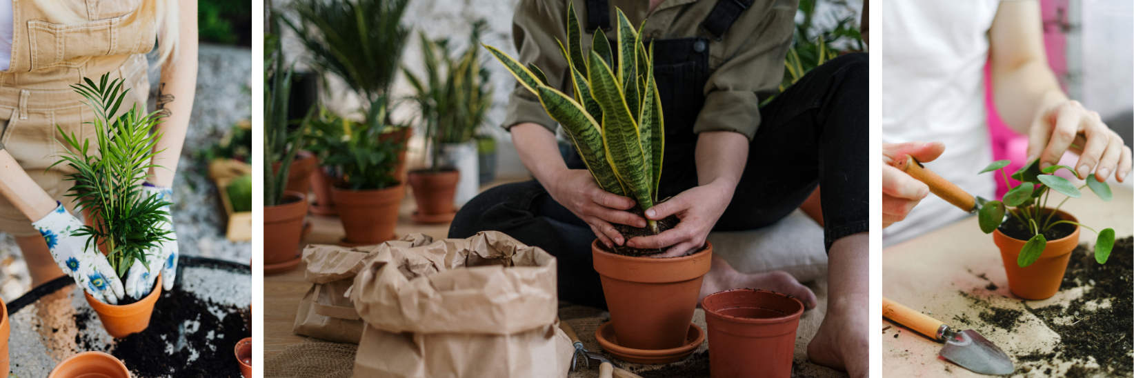 Plant Repotting