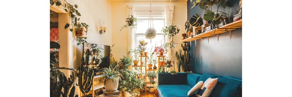 Designing with Houseplants: 6 Top Tips for Styling a Living Room