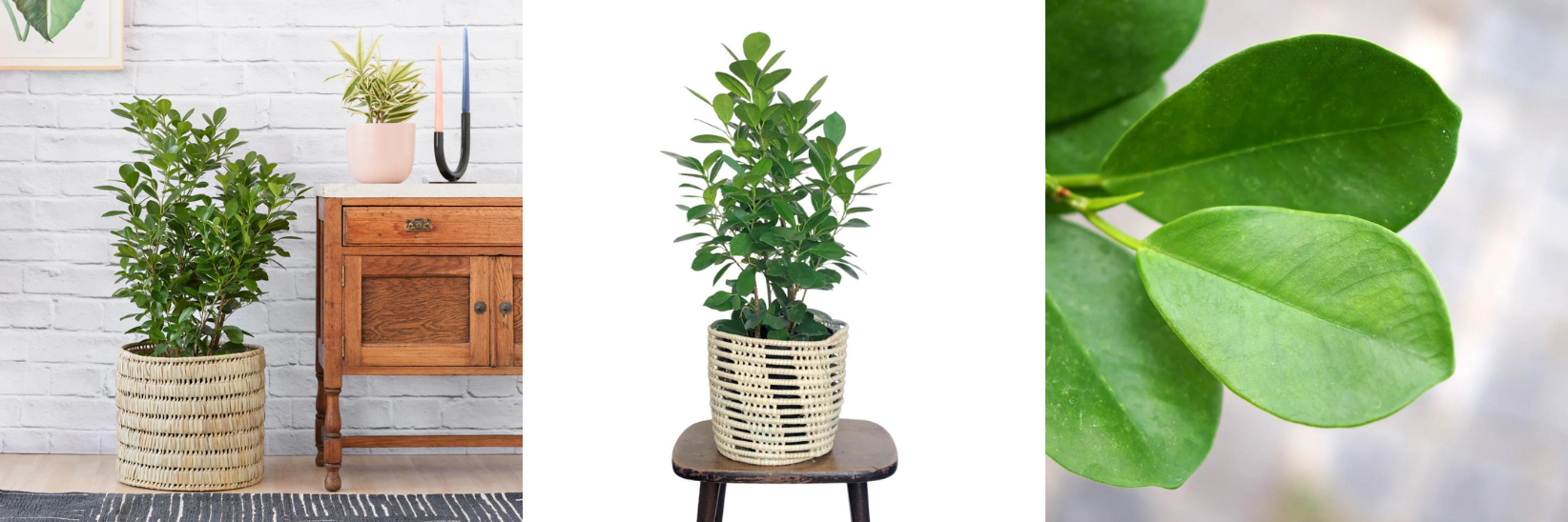 Ficus Moclame Care Instructions