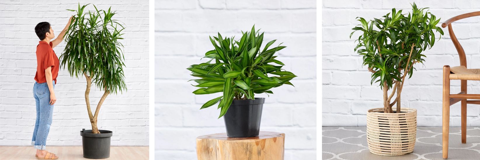 TOP 8 INDOOR PLANTS THAT ARE ALLERGY-SAFE