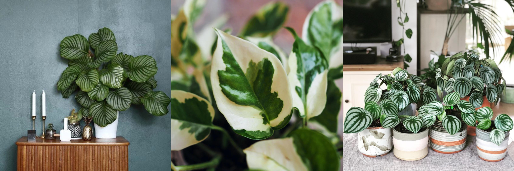The Ultimate Guide to Variegation in Houseplants