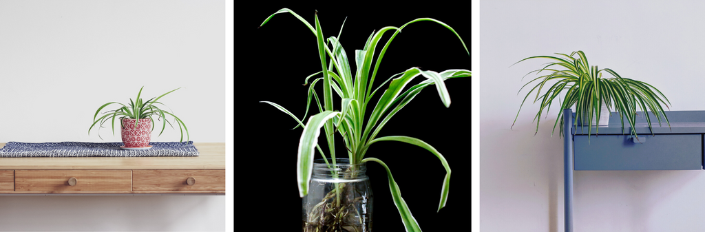 Best Plants to Grow In Water - Spider Plant