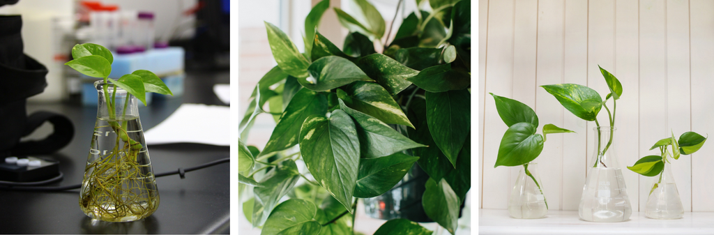 Best Plants to Grow In Water - Pothos