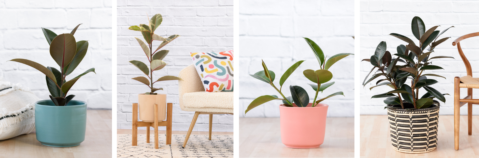 TOP 8 INDOOR PLANTS THAT ARE ALLERGY-SAFE