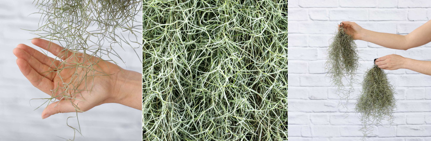 Air Plant in Focus: Spanish Moss – Air Plant Supply Co.