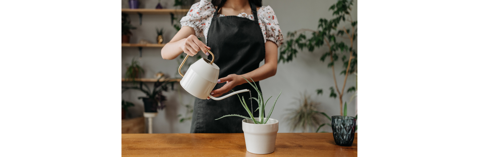 Watering House Plants 101