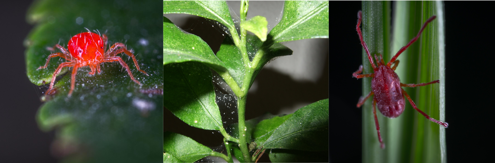 Spider Mite Pest Treatment Guide