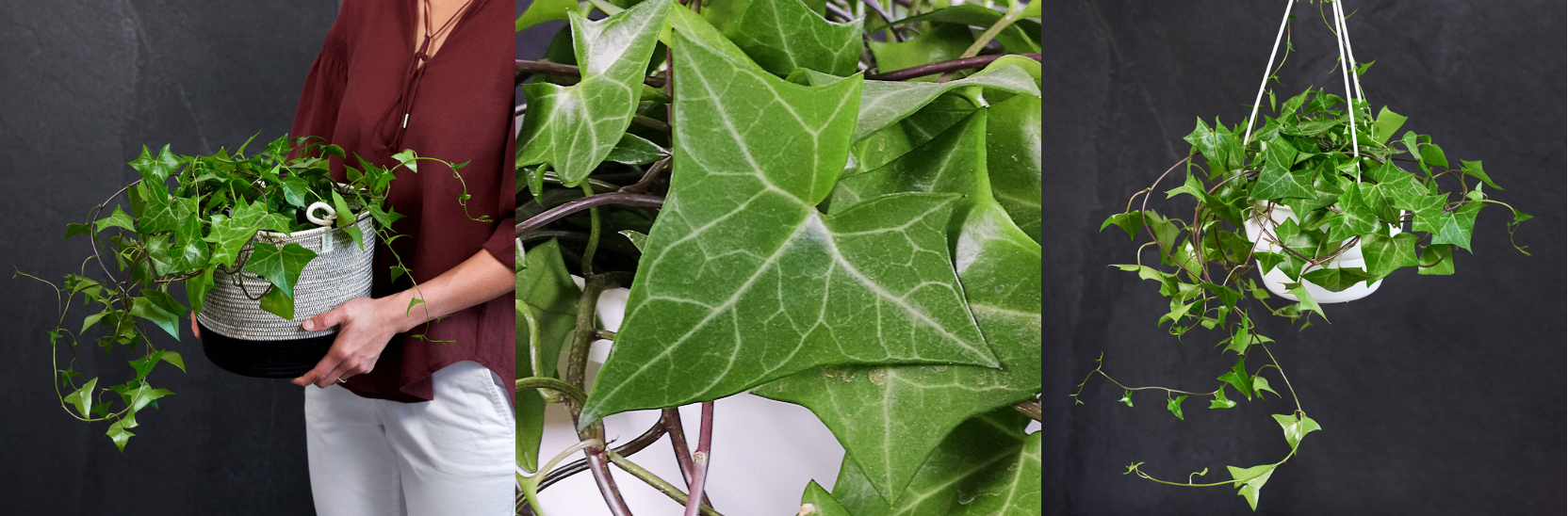 20 Fast Growing Indoor Plants -Natal Ivy
