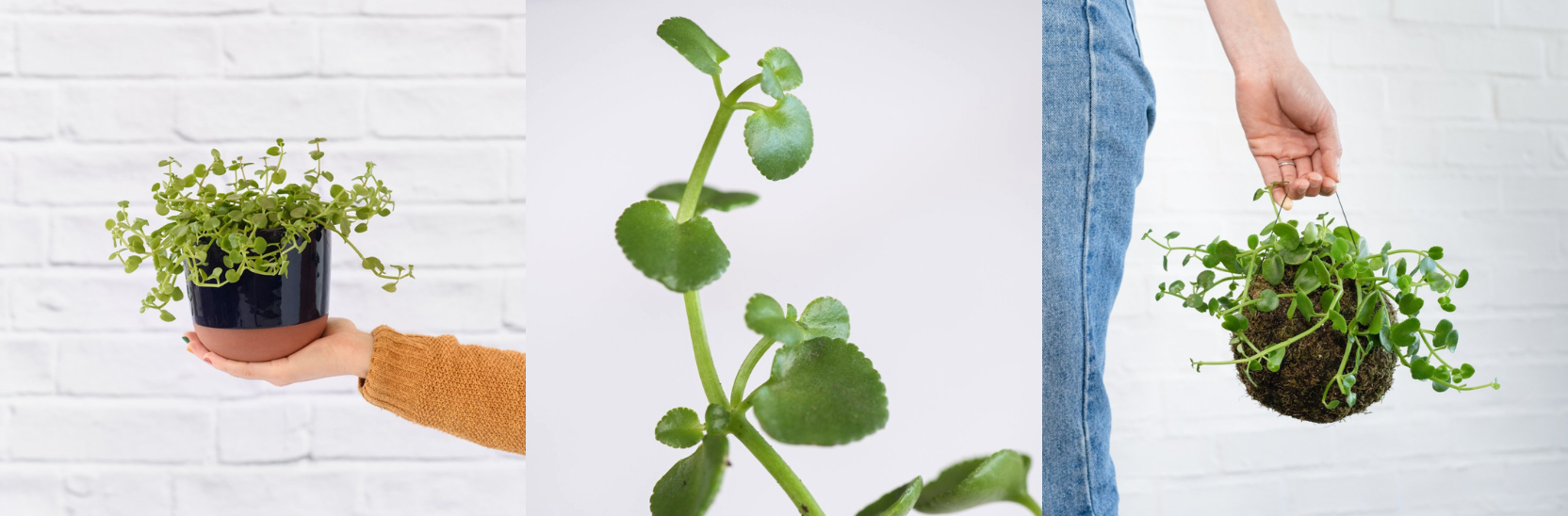 20 Fast Growing Indoor Plants - Dainty Crassula