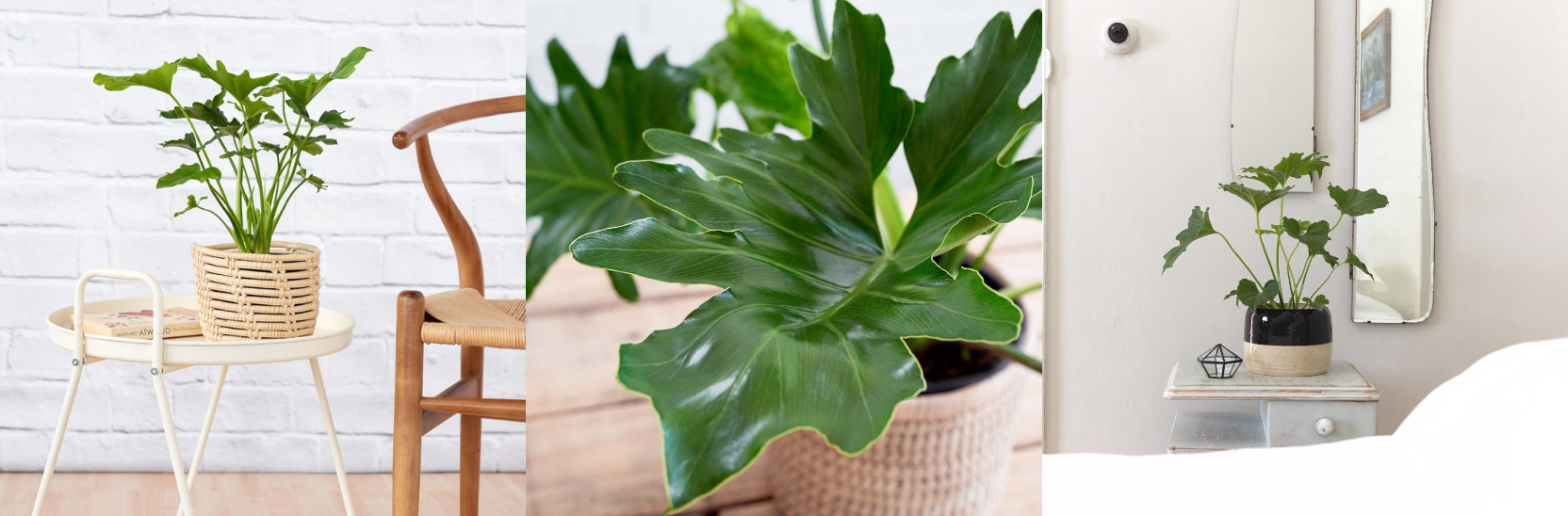 20 Fast Growing Indoor Plants - Split leaf Philodendron