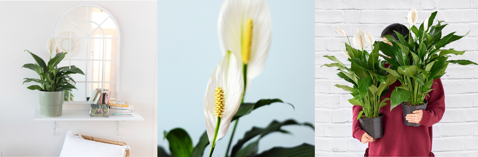 20 Fast Growing Plants - Peace Lily