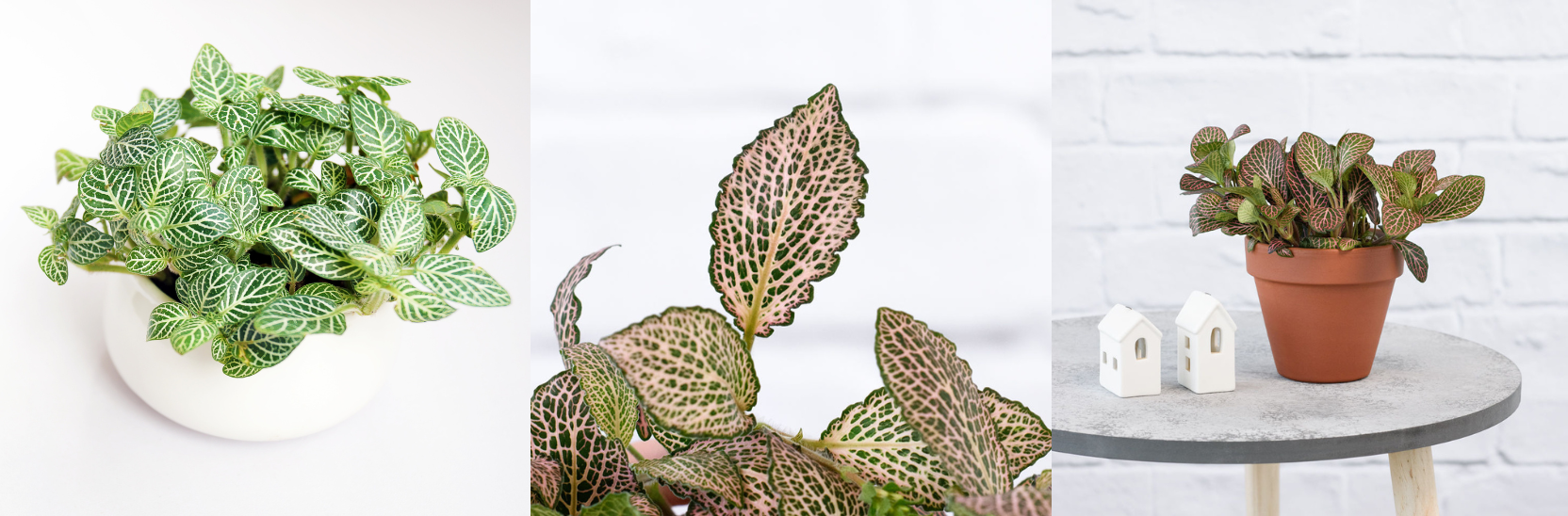 20 Fast Growing Indoor Plants - Nerve Plant