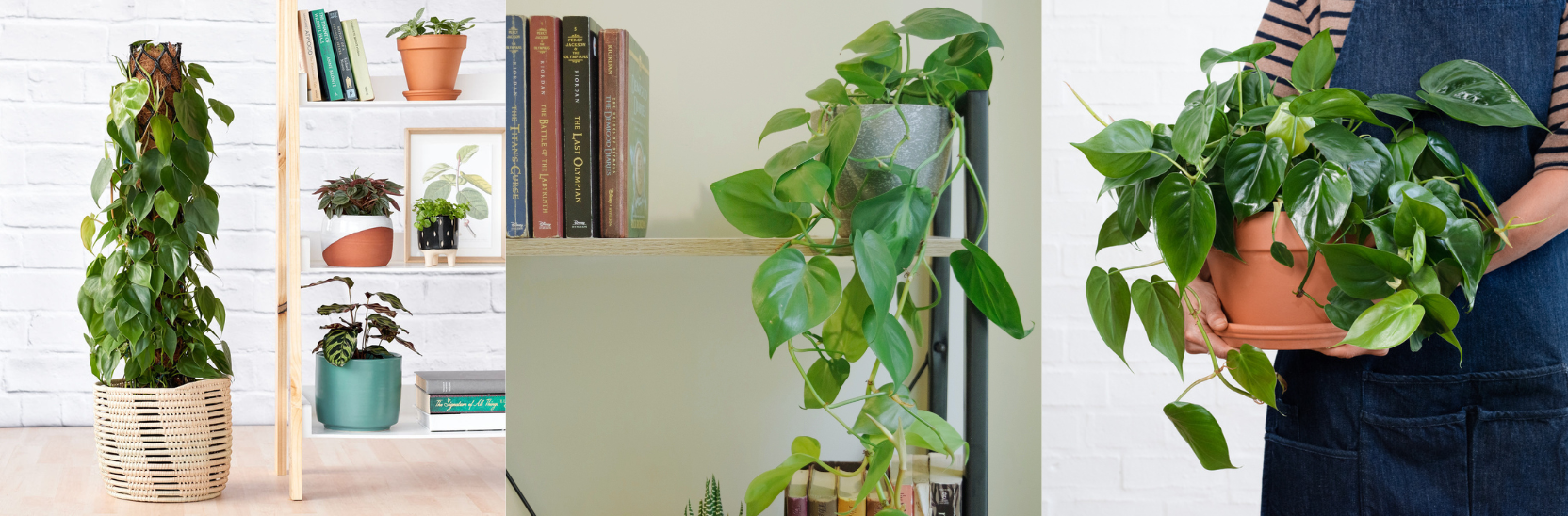 20 Fast Growing Indoor Plants - Heartleaf Philodendron