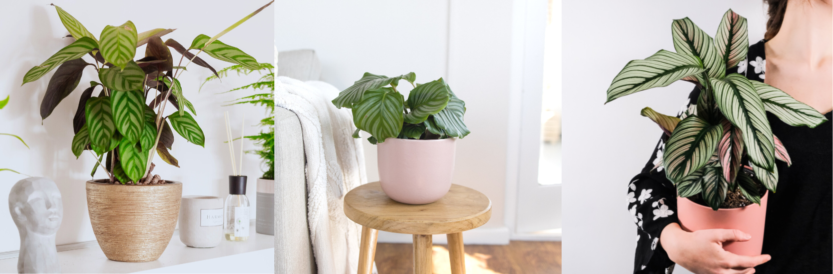 20 Fast Growing Indoor Plants - Calathea