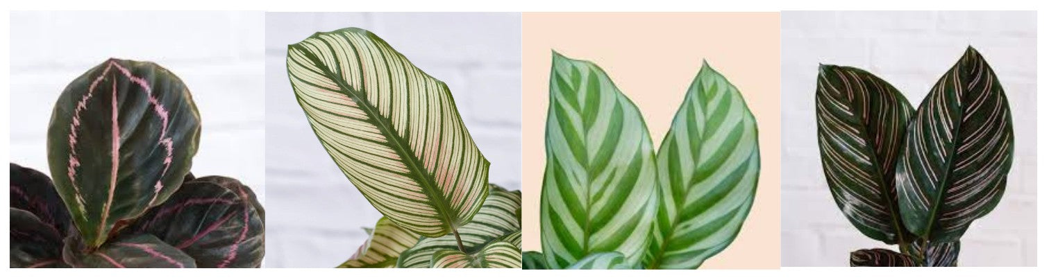 Calathea Care Instructions