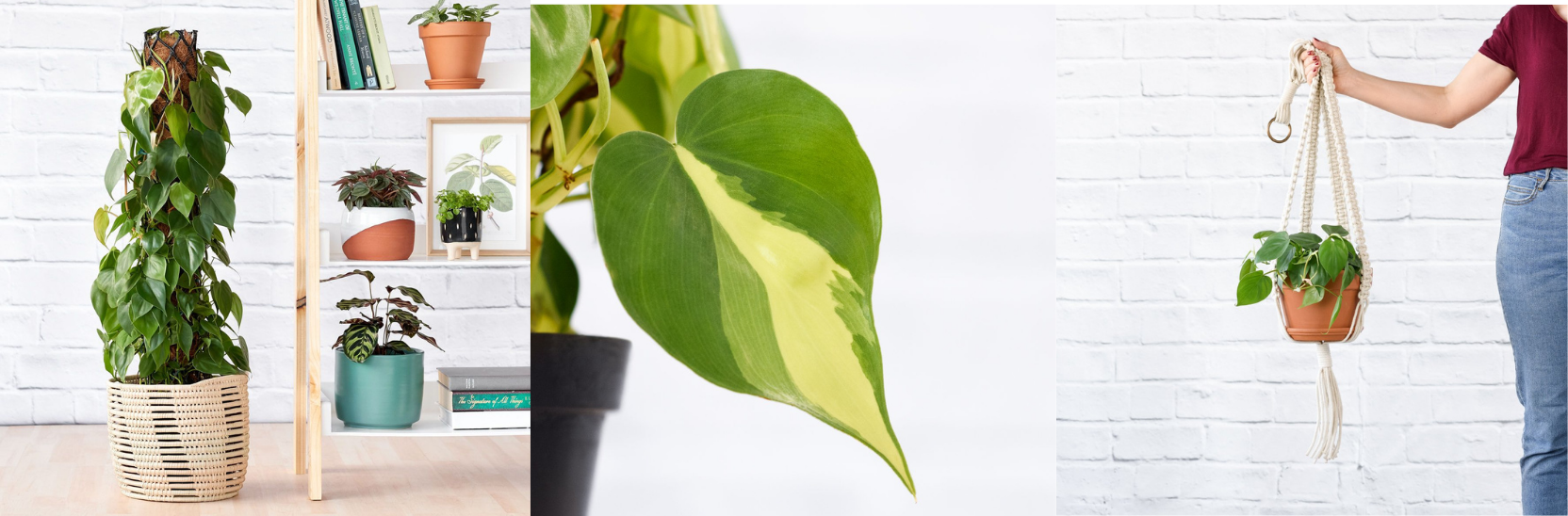 Vining Philodendron