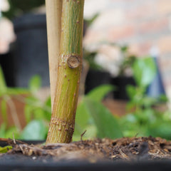 Ficus tree leaf scarring ficus root node ficus leaf node