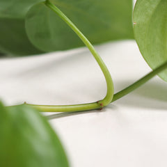 Heart Leaf Philodendron Leaf Node Root Node