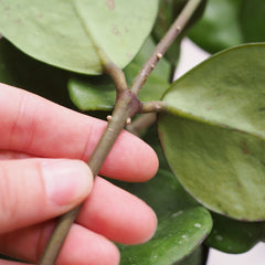 Hoya root node leaf node Hoya cutting Wax plant