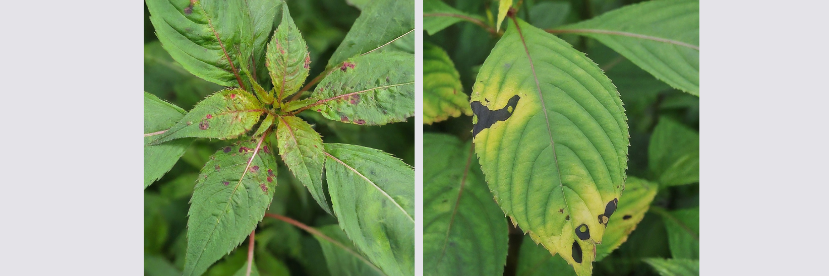 Impatiens Necrotic Virus