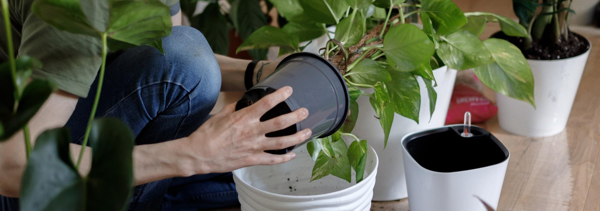 Spring House Plant Repotting