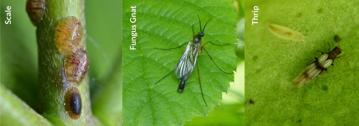 plant insect identification