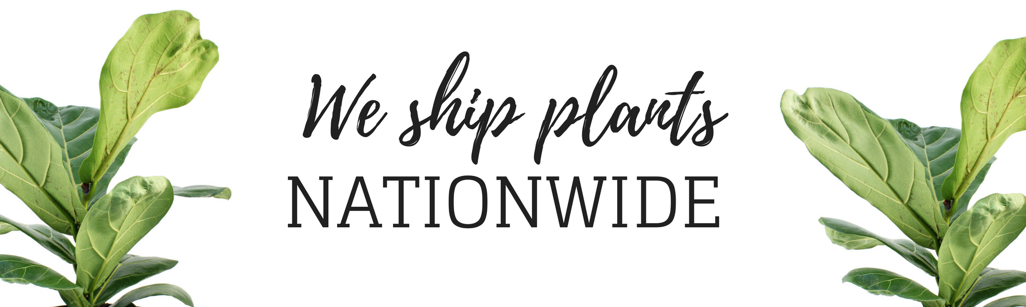 house-plants-and-pots-delivered-nationwide