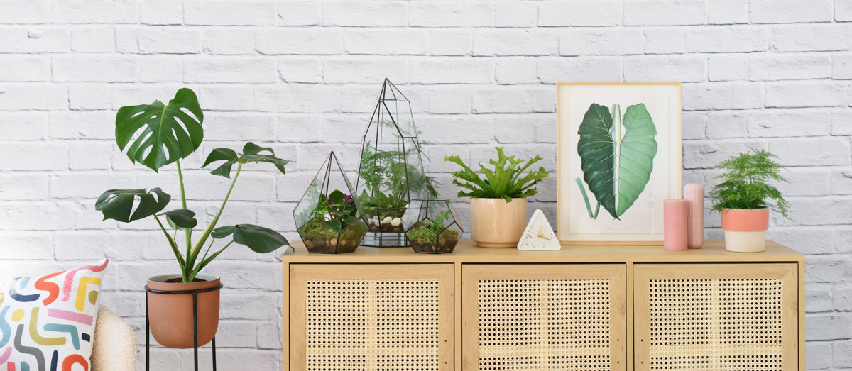 6 Creative Ways to Display Indoor Plants in Your Home - Terrariums