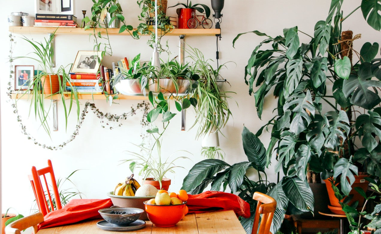 20 Fast Growing Indoor Plants