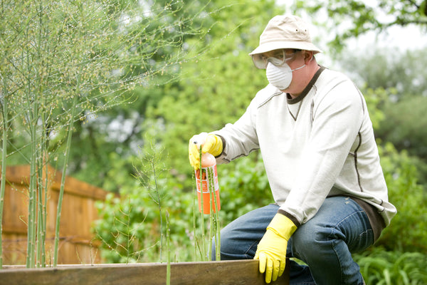 Guide to Fertilizing Houseplants