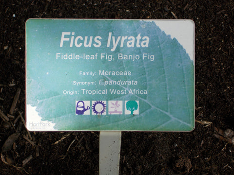 fiddle leaf fig west africa